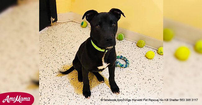 Abandoned Puppy Miraculously Wakes up After Vet Euthanizes Him and Is Given a 2nd Chance