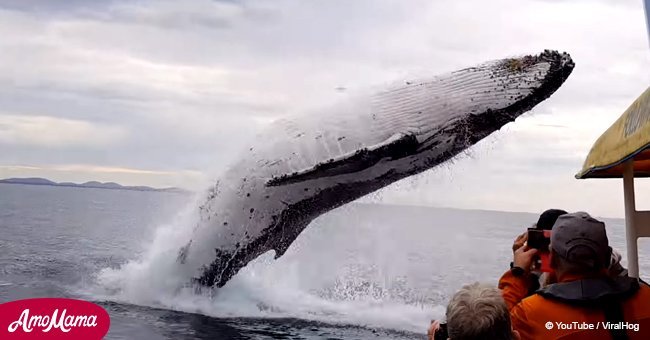 Woman captures incredible moment as whale leaves the water