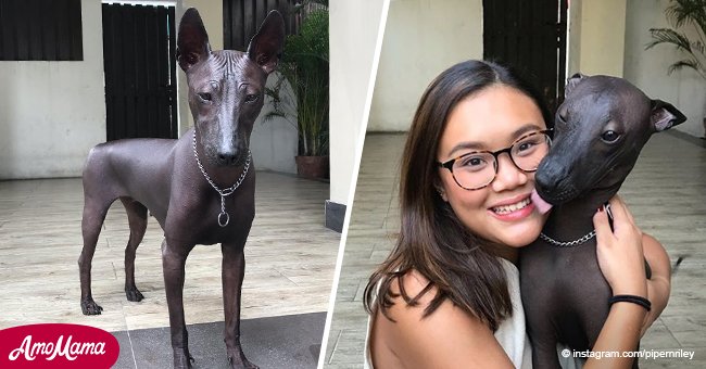 Rare dog looks so shiny that people confuse him with a statue