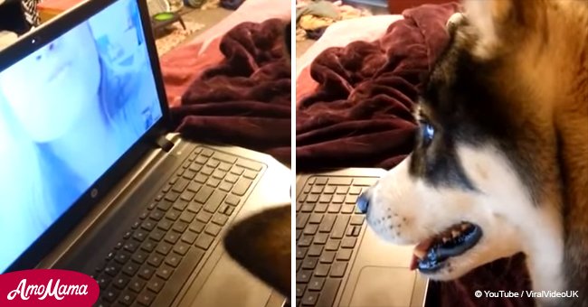Husky captured on film howling during video call to owner