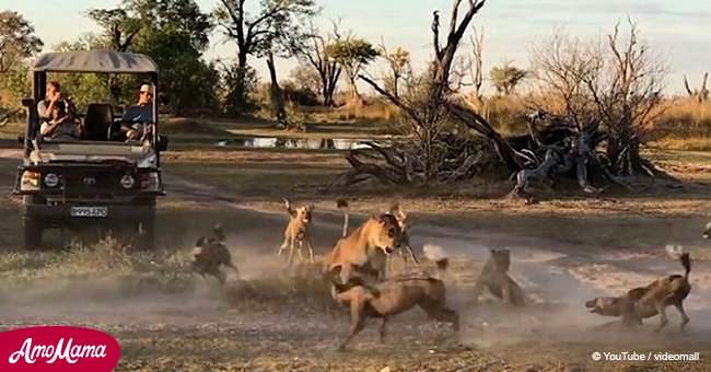 Amazing video shows brave lioness fighting wild dogs so her cub can escape