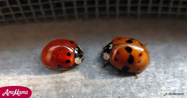 Have you noticed beetles in your home? These aren't ladybugs — they're something much worse