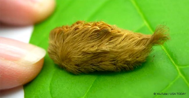 Mother found a bizarre creature near her kids at the playground that turned out to be dangerous