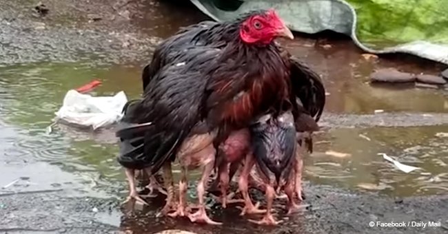Mother hen acts as an umbrella to protect and warm her chicks during the rain