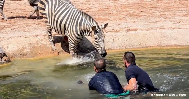 Men dive into water to save helplessly drowning newborn zebra, but mom's reaction goes viral