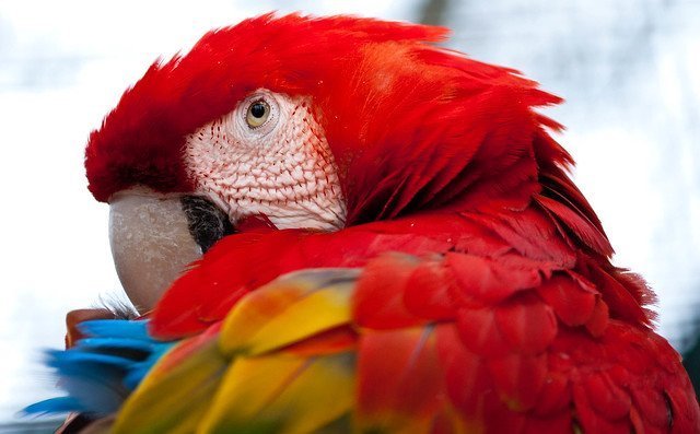 Close-up parrot portrait | Source: Flickr