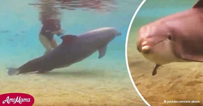Dolphin behaves strangely, swims in a circle. Diver approaches, sees the animal is in trouble