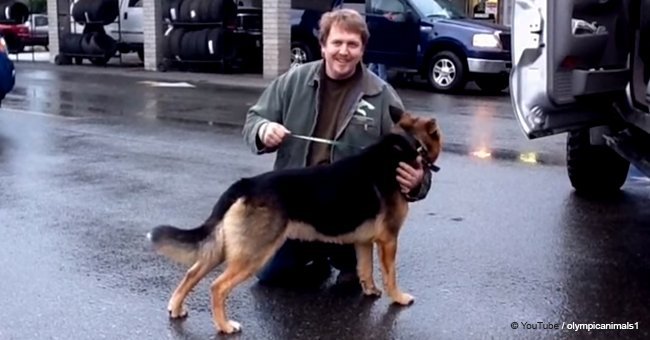 Here's what happened when a man released a dog who was chained for most of his life