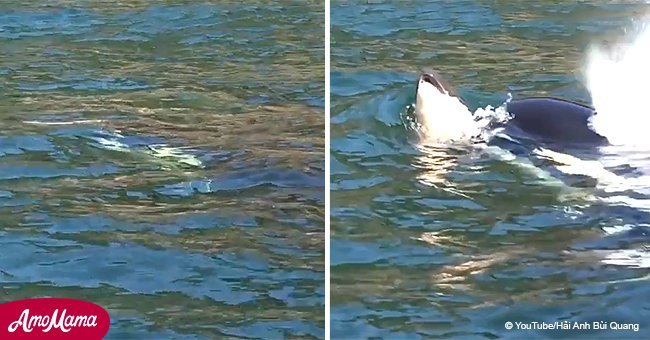 Grieving orca mother carried her dead calf on her forehead for days