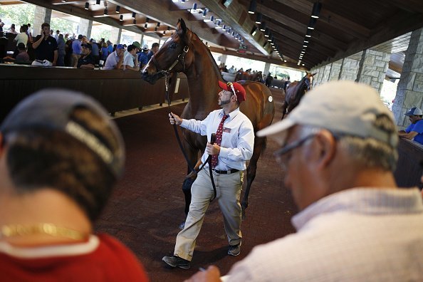 A thoroughbred racehorse walks around an arena before being displayed for sale on the auction block | Image: Getty Images