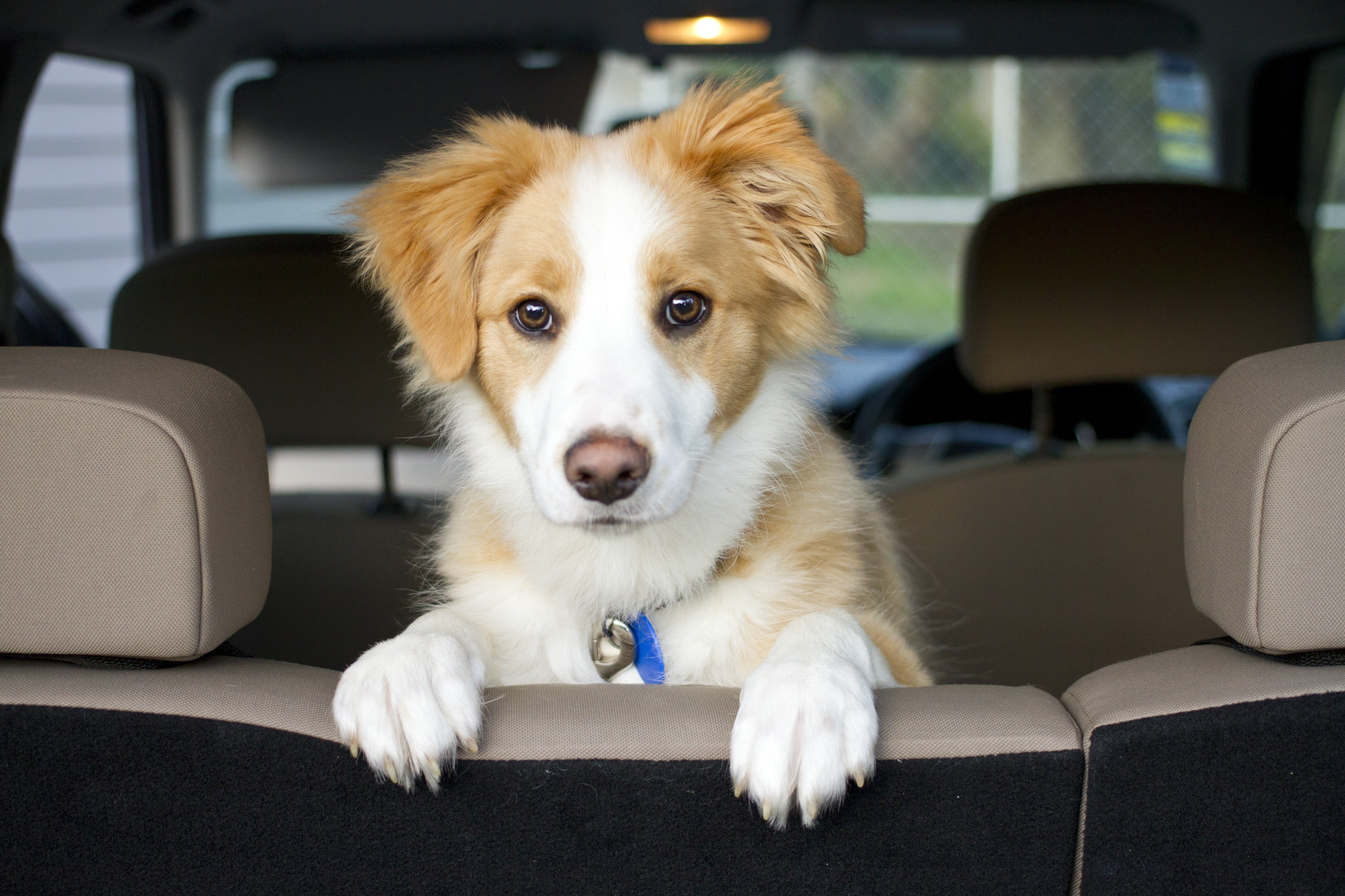 Perrito en auto. | Foto: Shutterstock