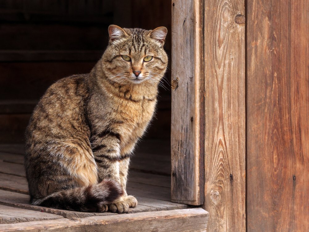 A photo of a cat perched on a doorway | Photo: Shutterstock