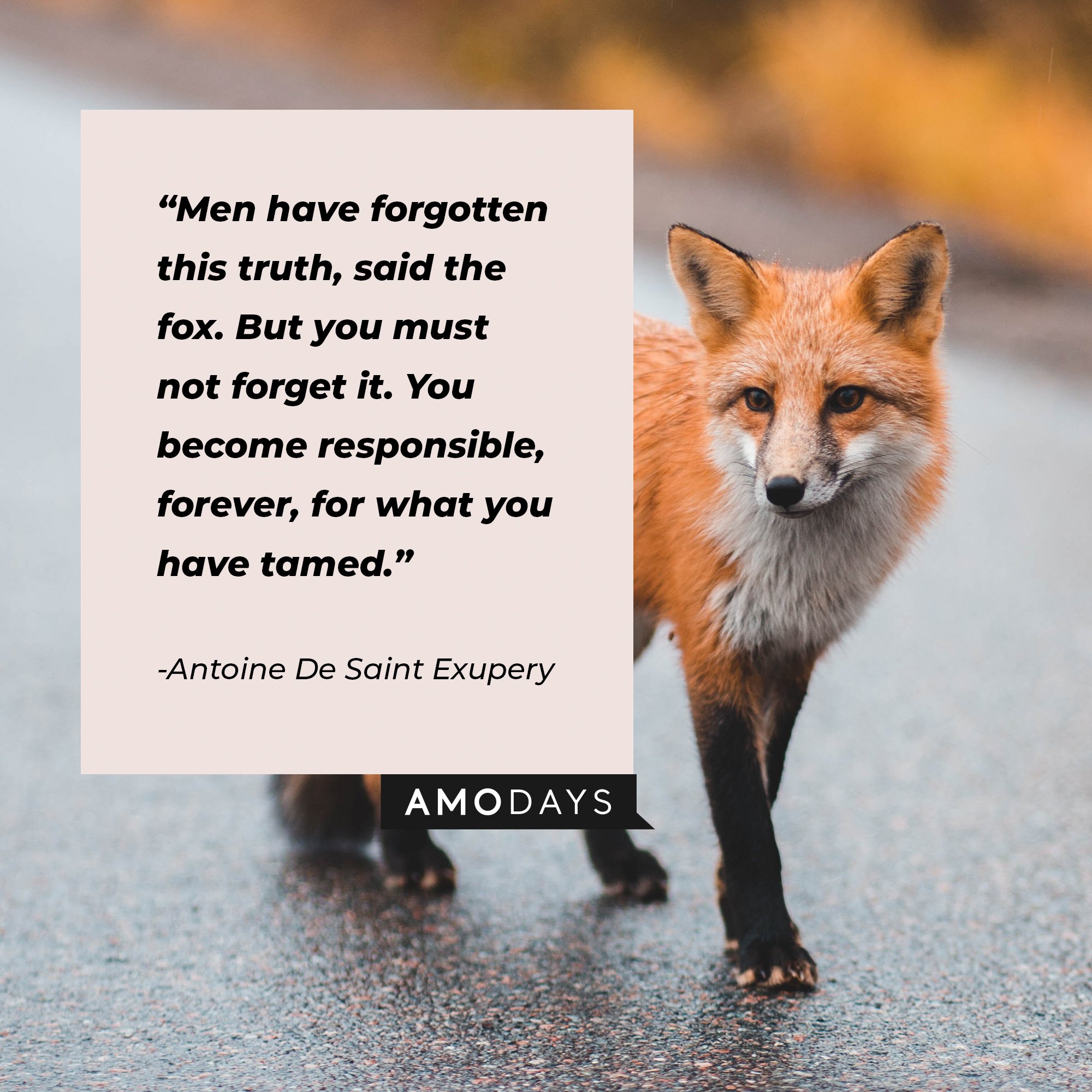 Antoine De Saint Exupery's quote: "Men have forgotten this truth, said the fox. But you must not forget it. You become responsible, forever, for what you have tamed." | Image: AmoDays