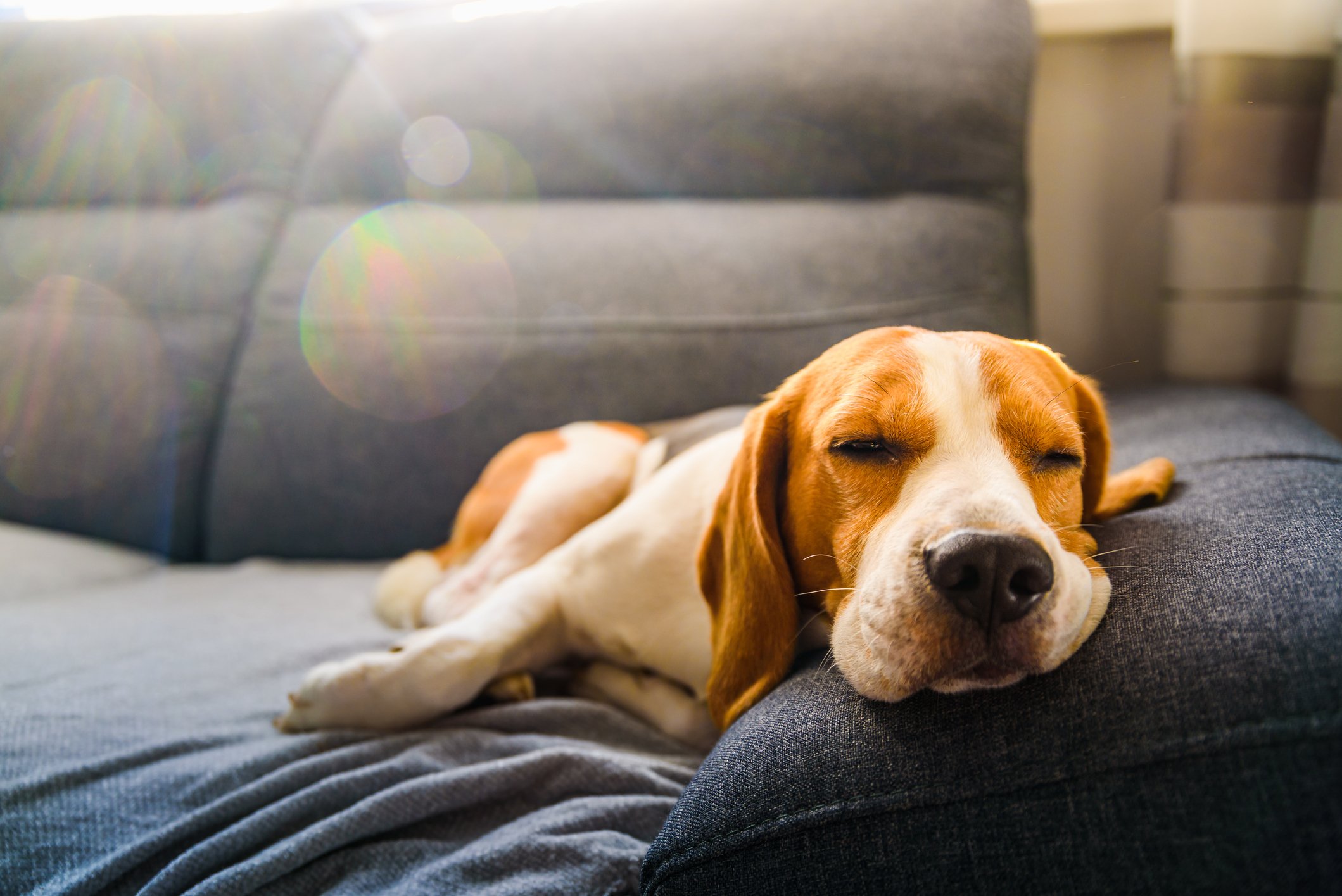 Hund, der zu Hause auf dem Sofa liegt I Quelle: Getty Images