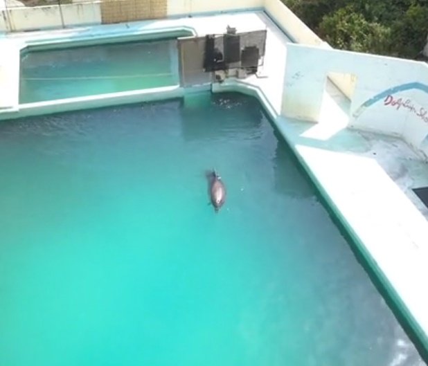 La delfín Honey fue capturada en las despiadadas cacerías de Taiji en 2005. |  Foto: Vimeo/ Dolphin Project