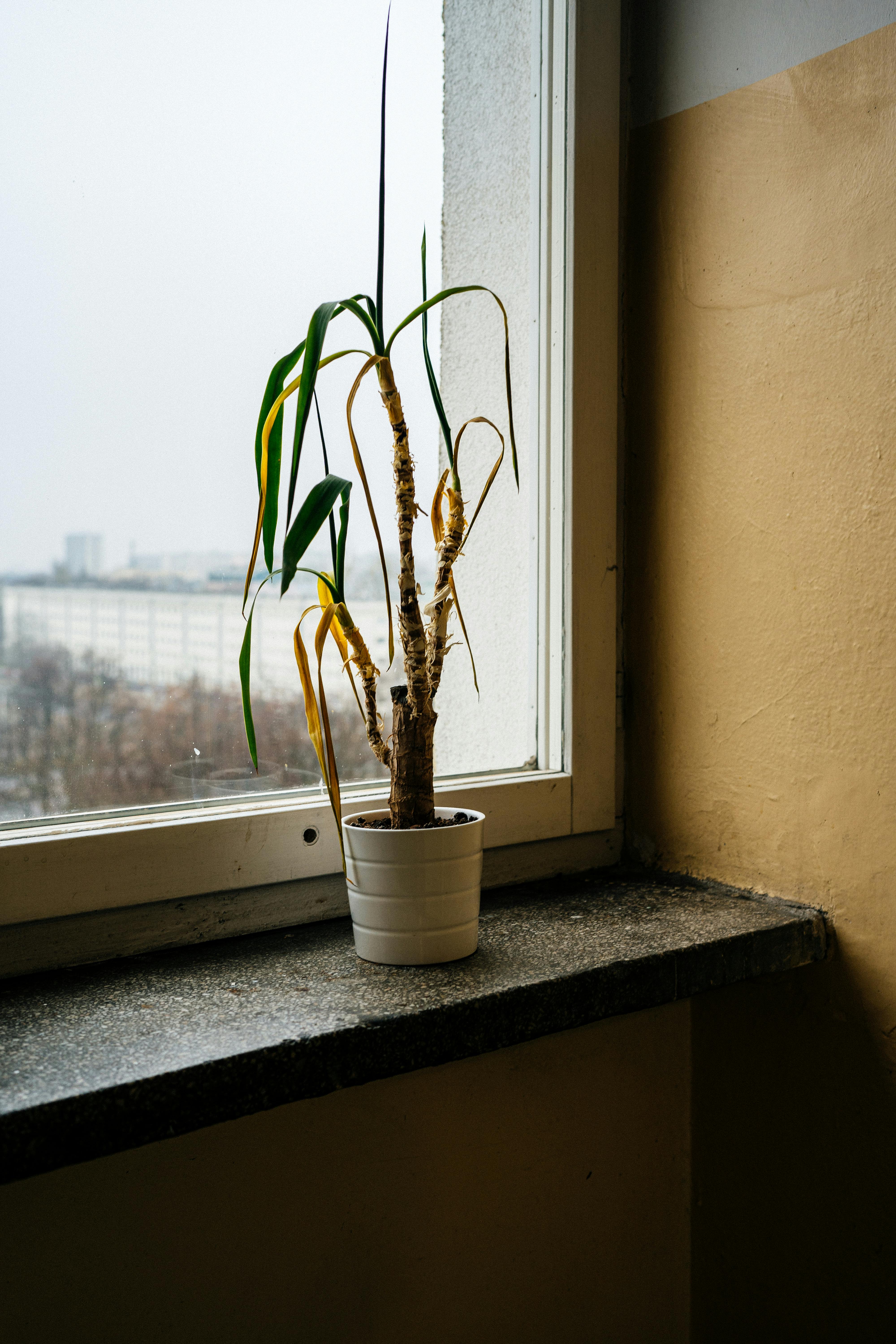 A wilted indoor plant | Source: Pexels