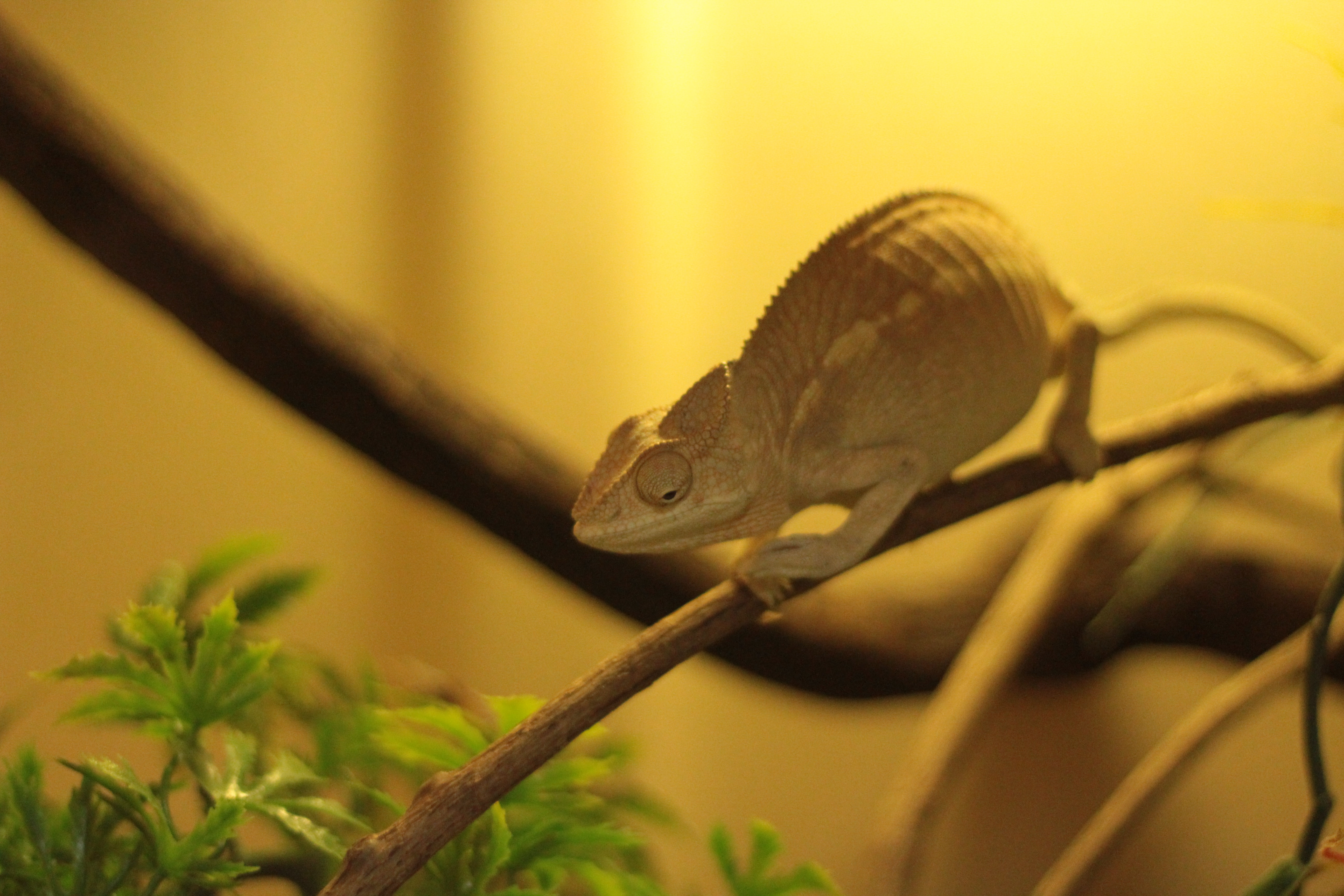 Chameleon on a branch. | Source: Unsplash Chameleon on a branch. | Source: Unsplash