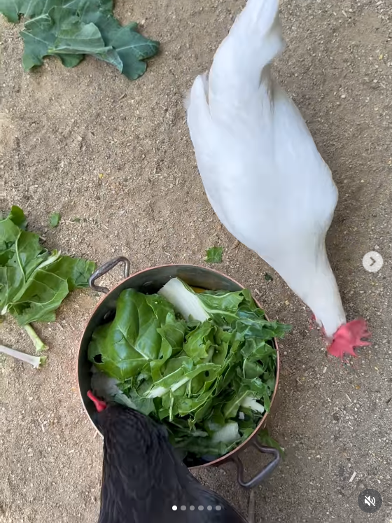 A screengrab of a video, dated 6 April 2026. | Source: Instagram/meghan