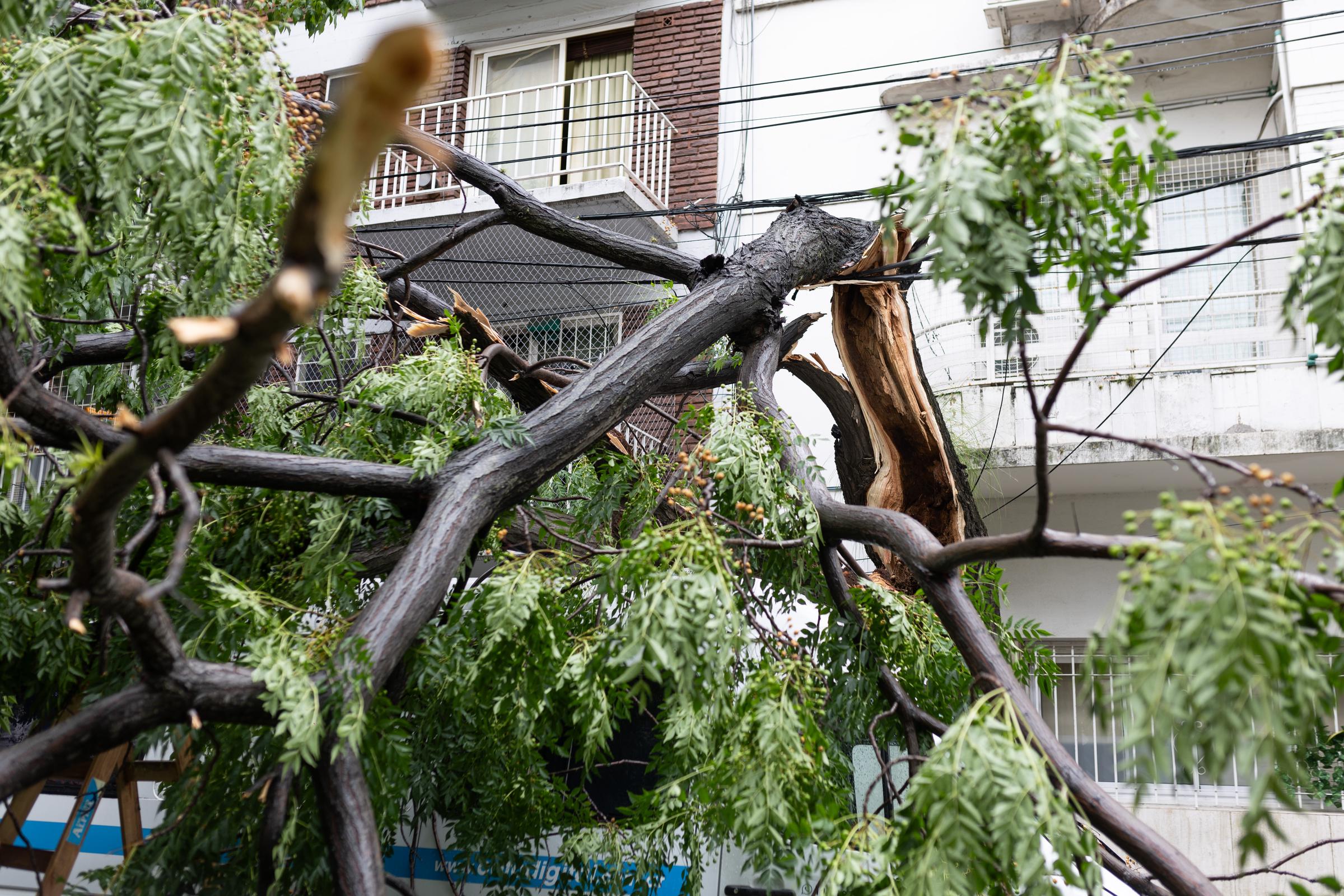 A broken tree blocking a street at Nuñez neighborhood on February 11, 2025, in Buenos Aires, Argentina. | Source: Getty Images