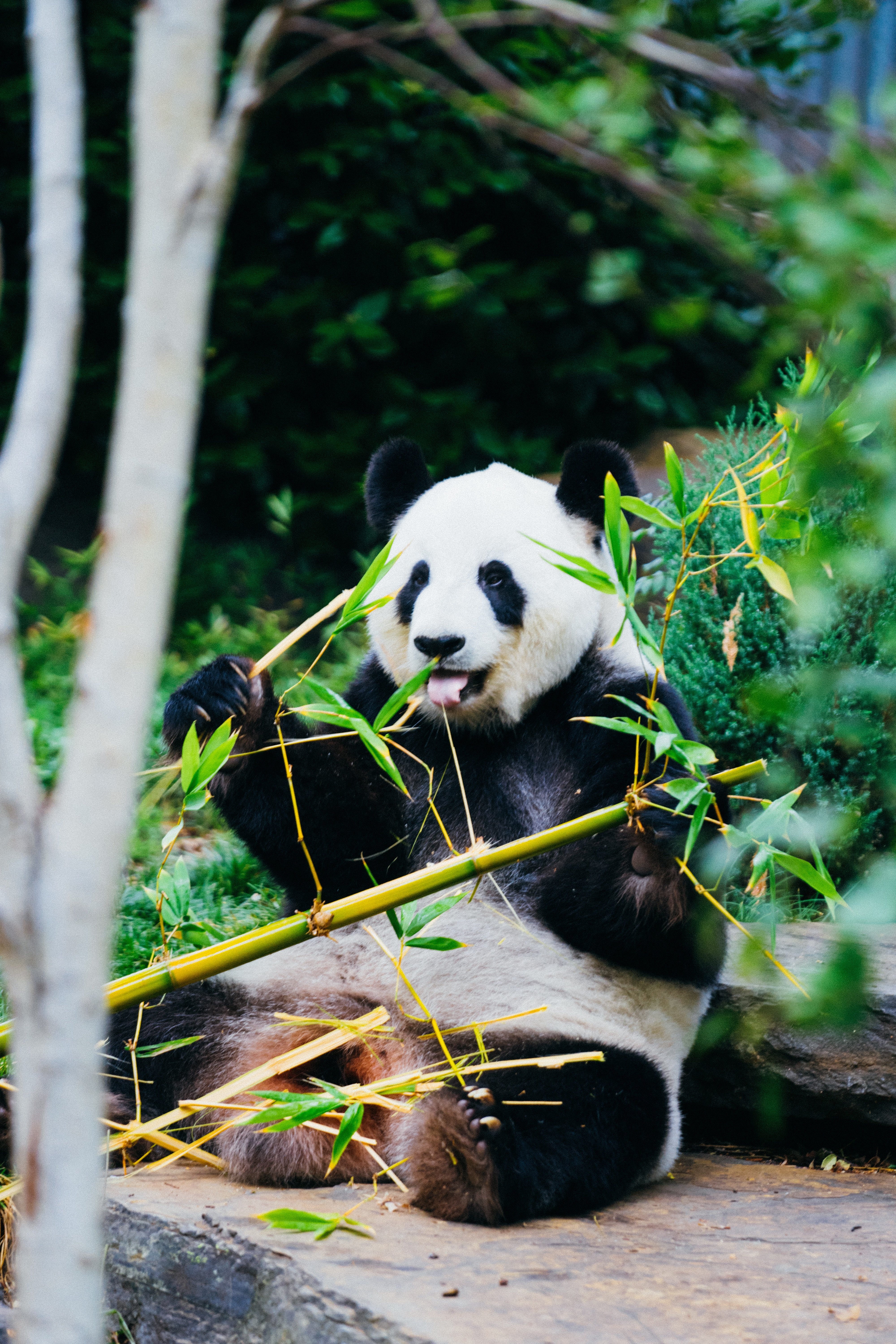 A Panda eating shoots and leaves | Source: Unsplash.com