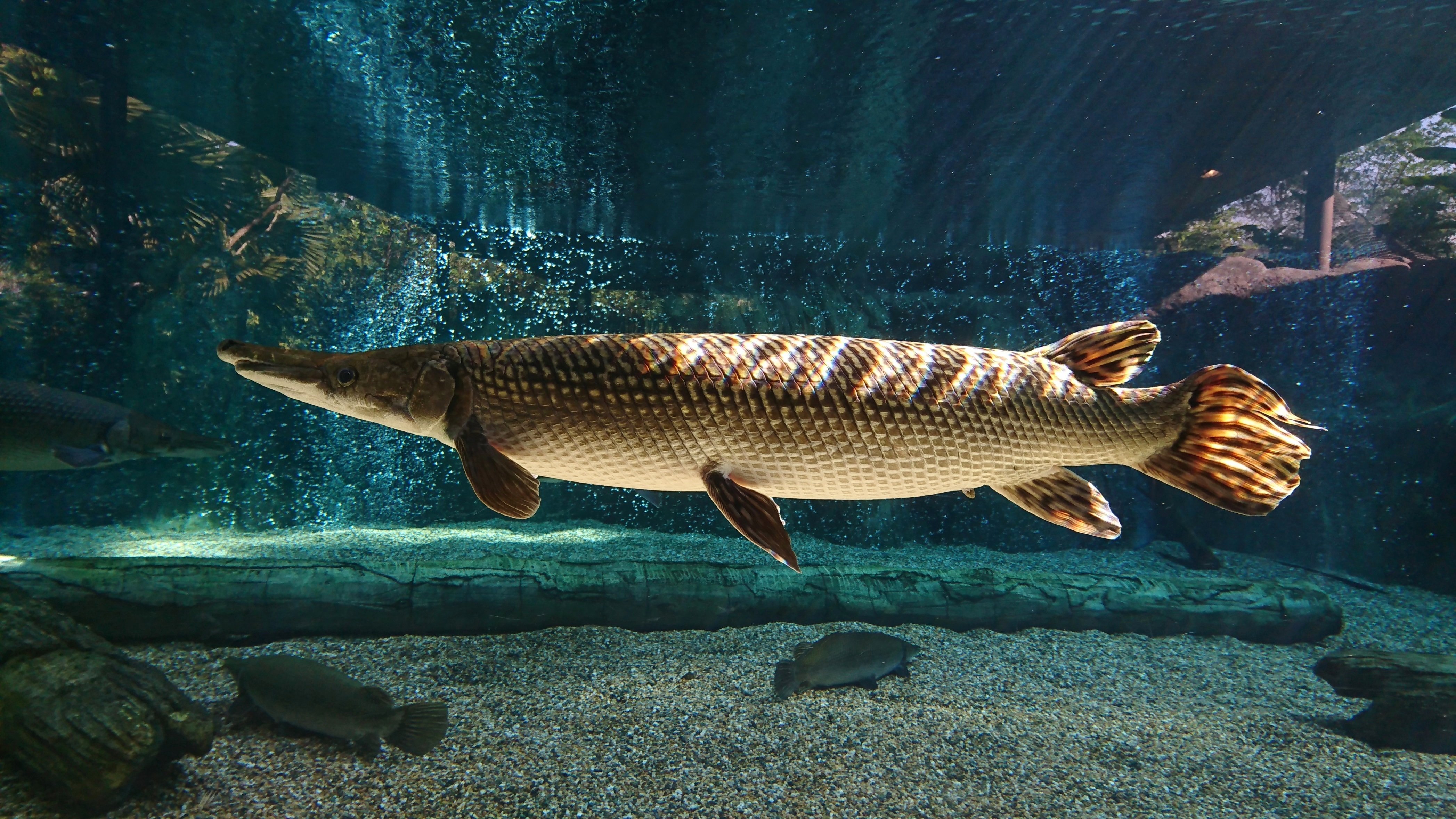 Photo of Alligator gar. | Source: Shutterstock
