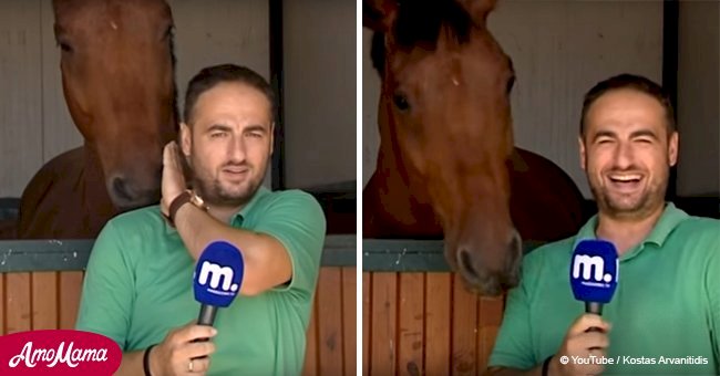 Horse wanted to be a tv-star so much that she became famous through the Internet