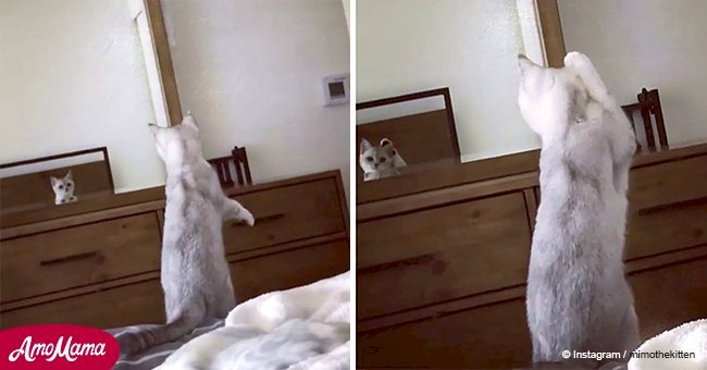 Cat 'discovers' it has ears and the pet's adorable reaction goes viral