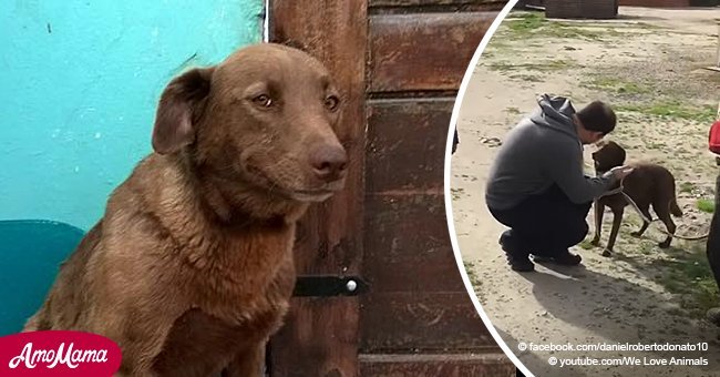 Dog is depressed after two years alone in a shelter until she encounters a familiar smell