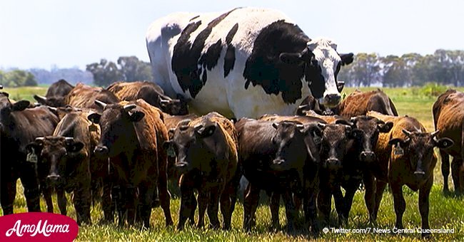 Enormous steer 'Knickers' is saved from the barbeque, because he is too big to be killed