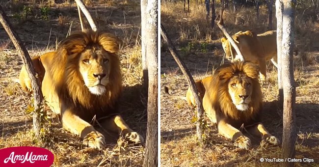Lioness noiselessly sneaks up on male lion and gives him the fright of his life (video)