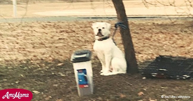 Dog left tied to a tree in the cold with a heartbreaking note 