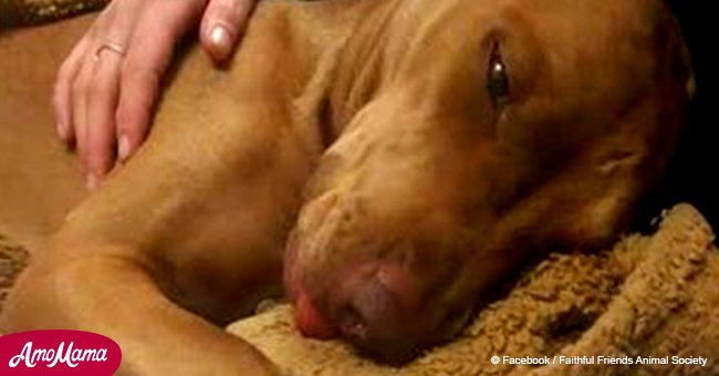 Dog makes miraculous recovery after being injected with drug cocktail by children
