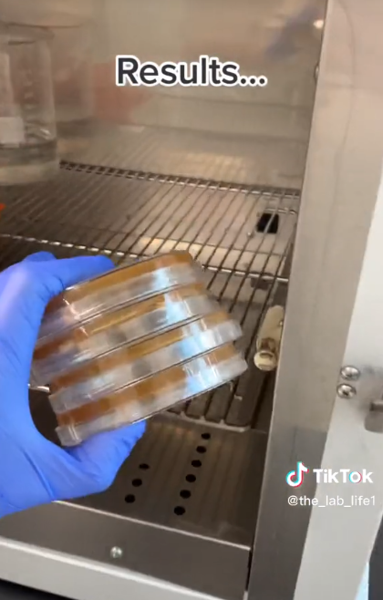 @the_lab_life1 hält die Petrischalen von einem Experiment über Händetrockner im Jahr 2023 | Quelle: TikTok/@the_lab_life1