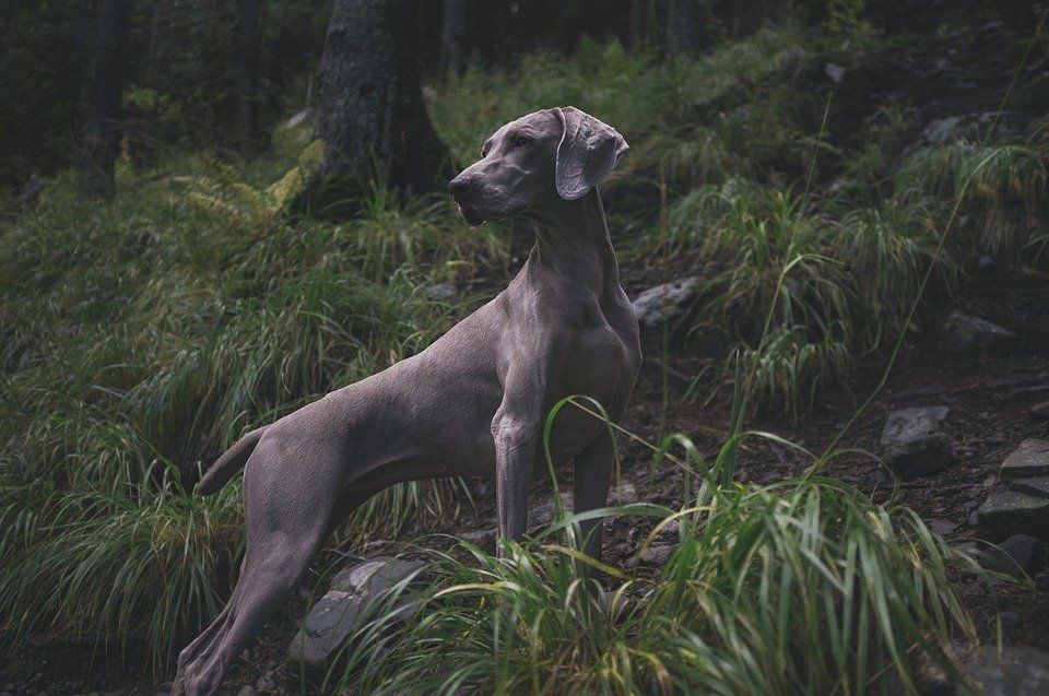 Un perro. | Imagen: Pixabay Un perro. | Imagen: Pixabay