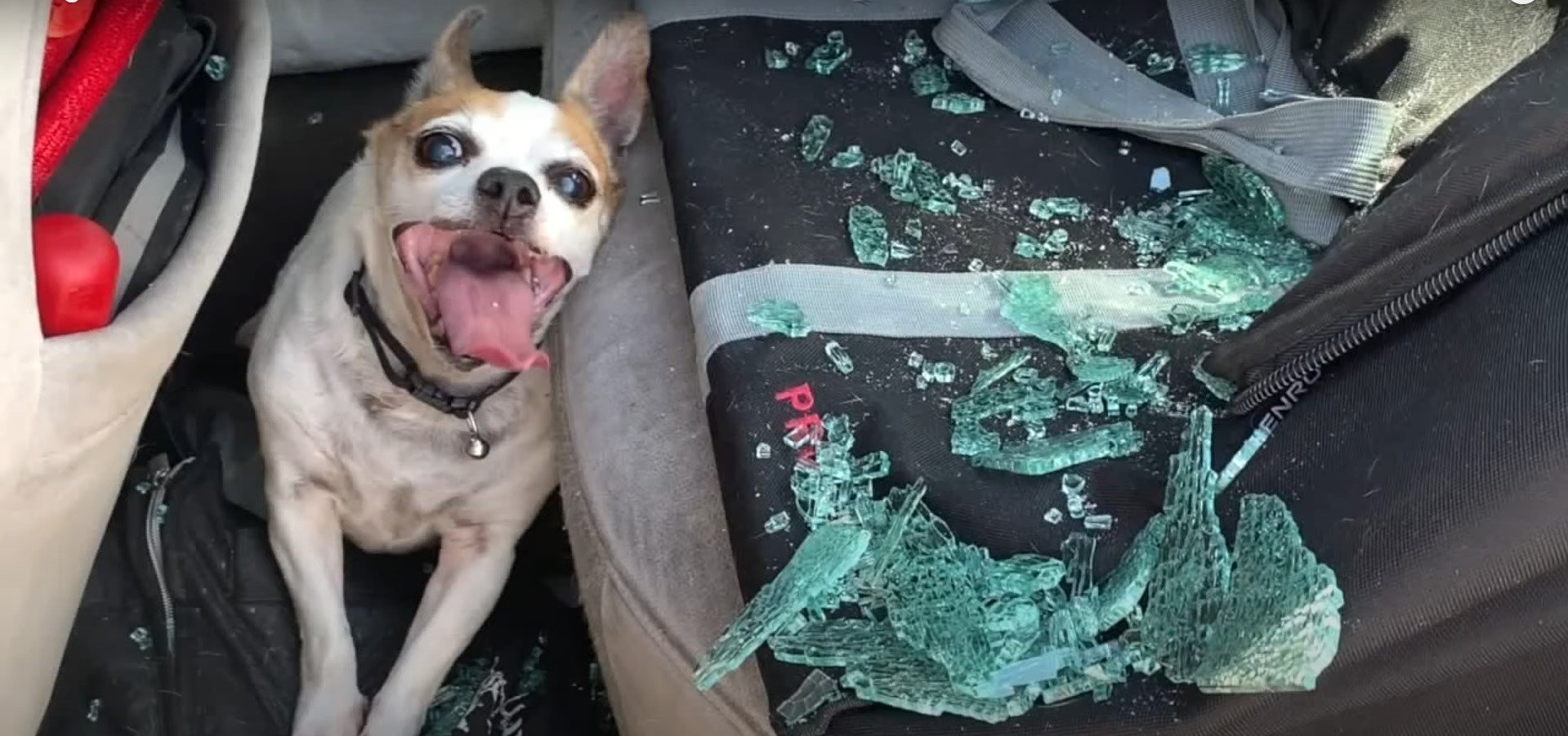 Hund namens Pedro nach Fensterbruch gerettet | Quelle: youtube.com/user/KDVRDenver