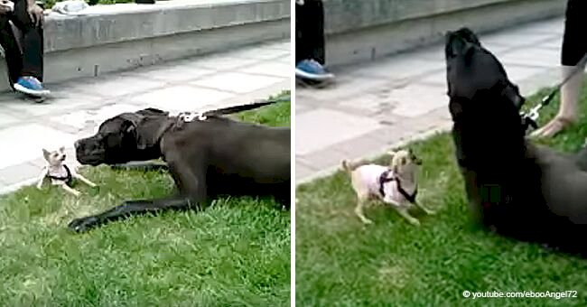 Cheeky chihuahua tries her best to fight a Great Dane in this hilarious video