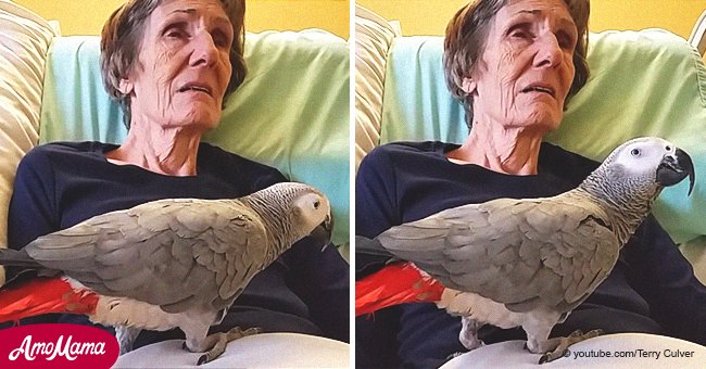 Parrot emotionally 'grieves' for dying owner and hears her last words of love