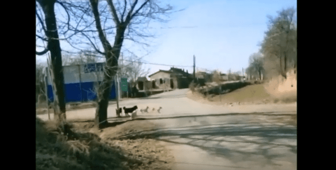 Los perritos fieles se quedaron a orillas de la carretera-YouTube-Breakin