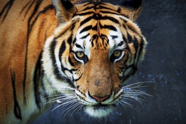 Un tigre fixant le caméra | Freepik