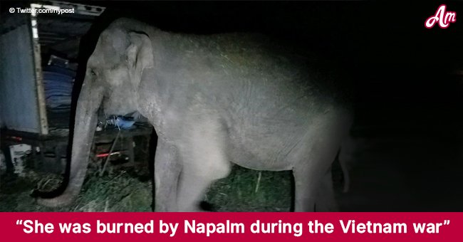 Elephant that survived a napalm bombing during the Vietnam War spotted wandering in New York