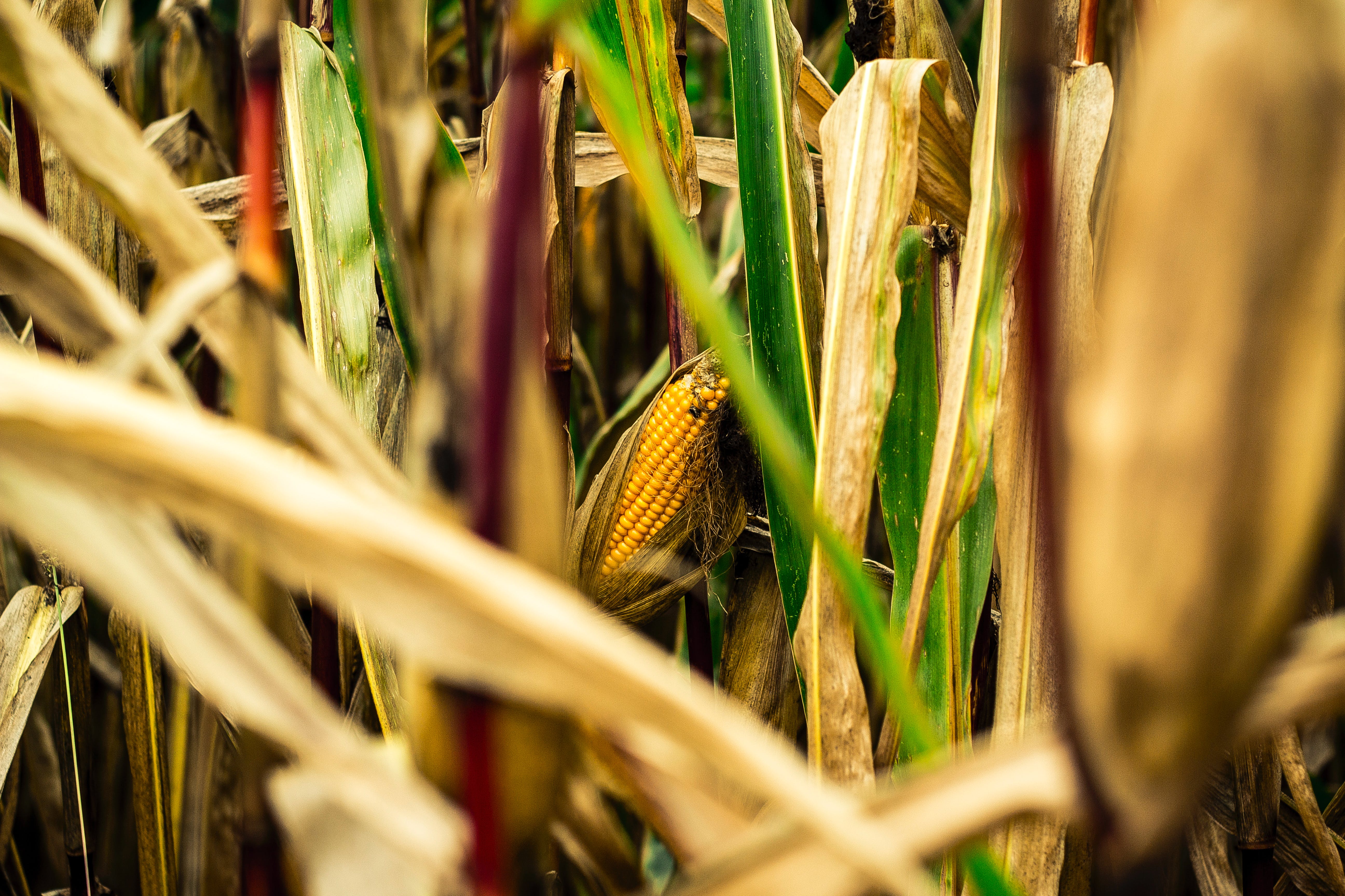 Corn | Source: Pexels