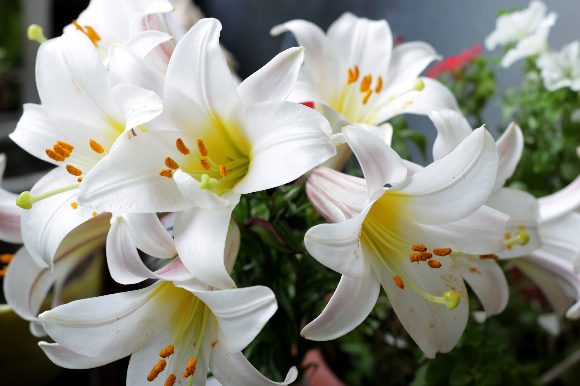 Der Fremde hat Aidens Blumenstrauß aus weißen Lilien bezahlt. | Quelle: Pixabay
