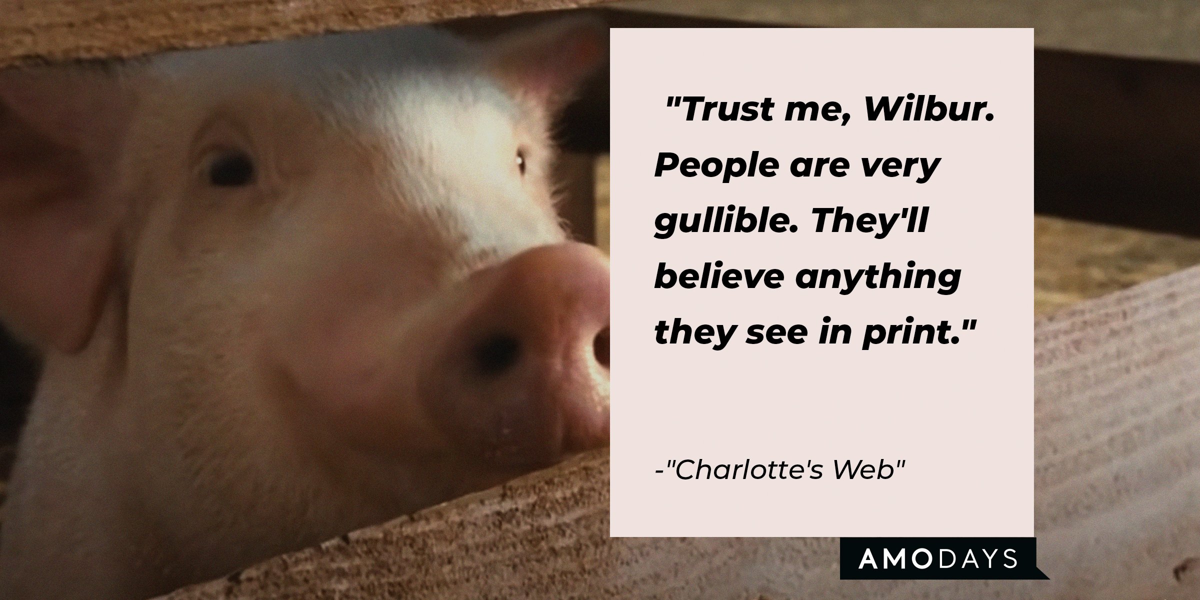Source: Facebook.com/CharlottesWebMovie | Wilbur's pig character with the quote: "Trust me, Wilbur. People are very gullible. They'll believe anything they see in print."
