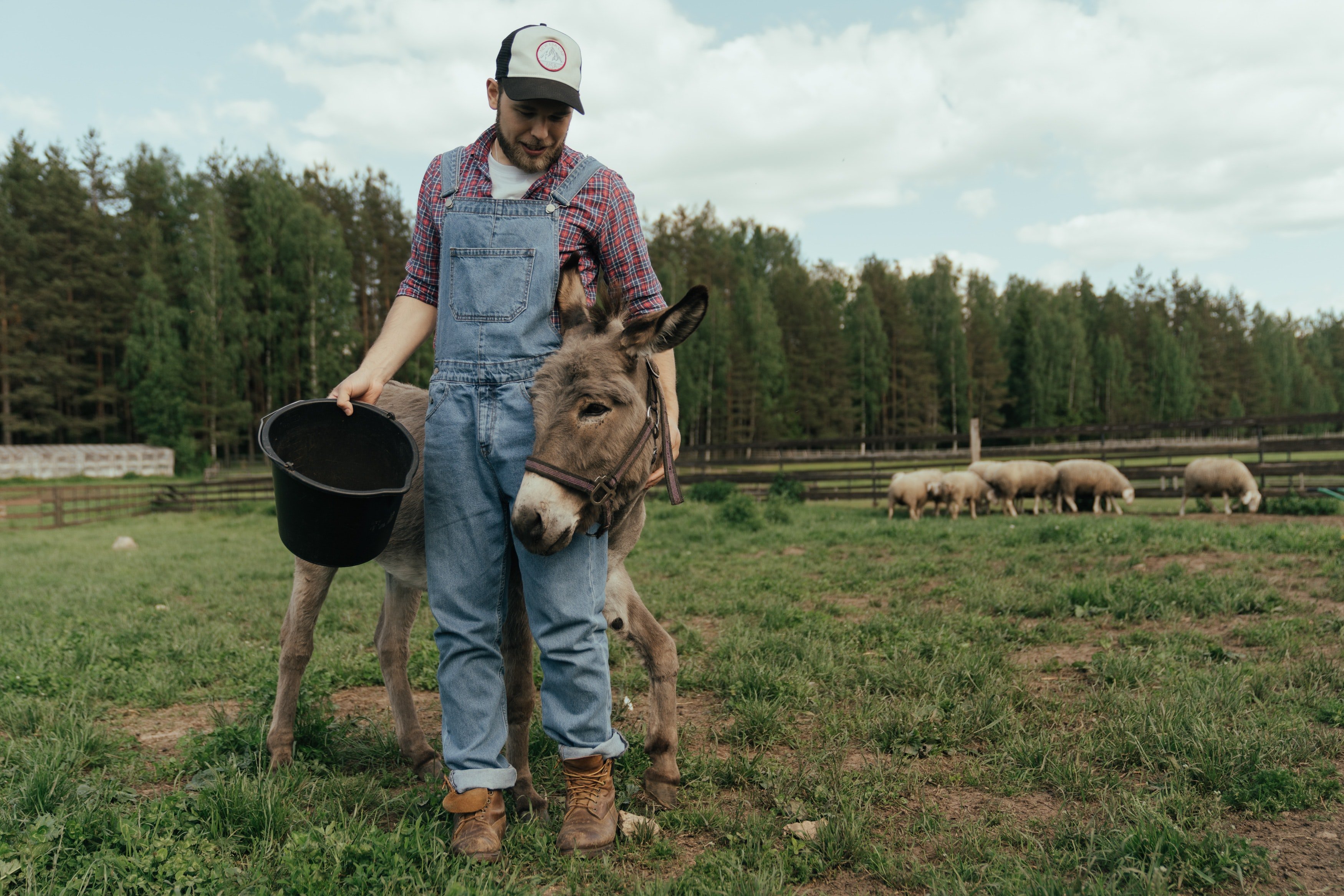 A donkey with a farmer. | Pexels/ cotton bro