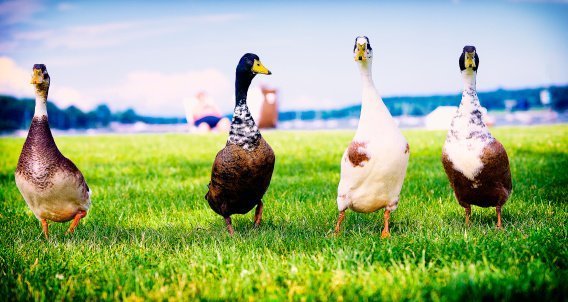 Four ducks in a row at Oyster Bay, Long Island  | Photo: Getty Images