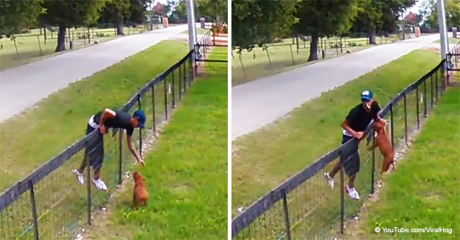 Man steals puppy over a fence, but he didn’t know camera exposed his illegal actions