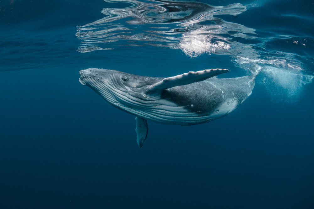 A photo of a whale | Photo: Shutterstock