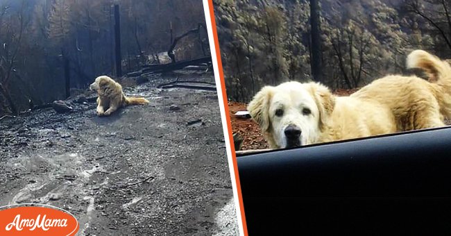 Woman who abandons dogs to escape wildfire returns home a month later | Source: Facebook/K9PawPrintRescue