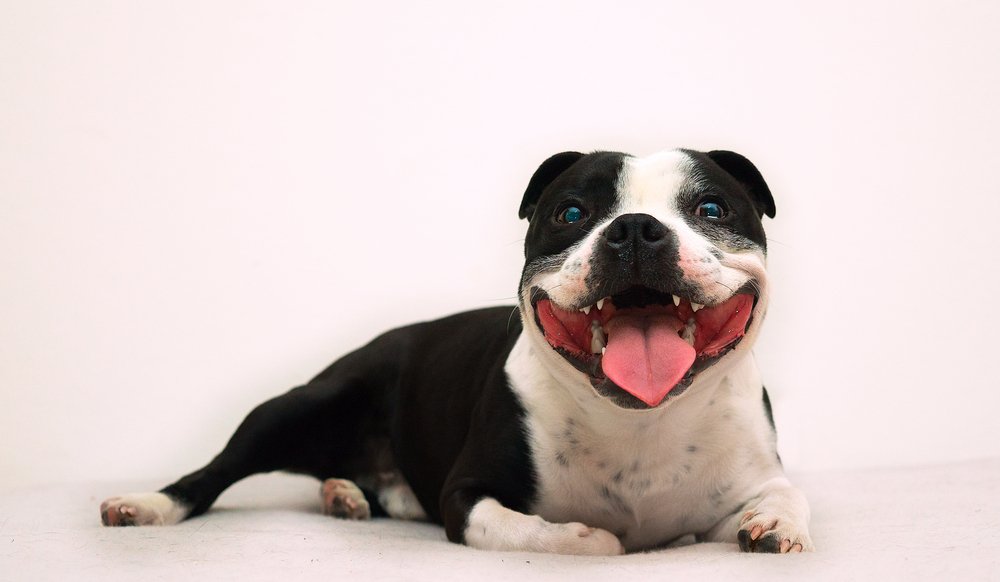 Glücklicher Hund, der von Ohr zu Ohr lächelt. I Quelle: Shutterstock