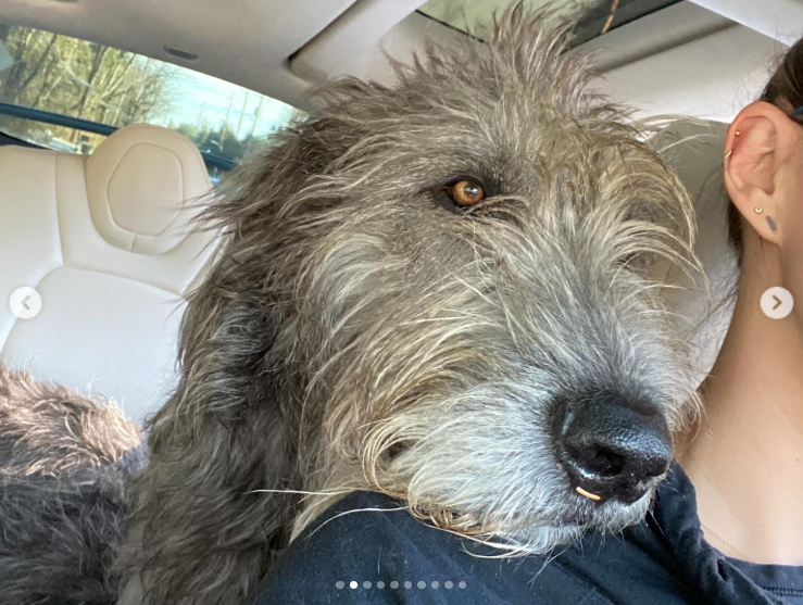 Baloo resting his head affectionately on Kylie Kelce's shoulder during a car ride, posted on March 22, 2025 | Source: Instagram/kykelce